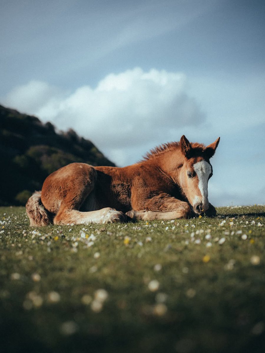 Samantha Greene tweet media