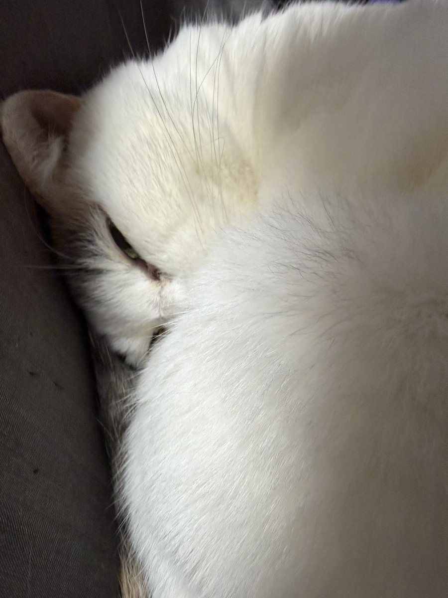 蒸気倶楽部 tweet media