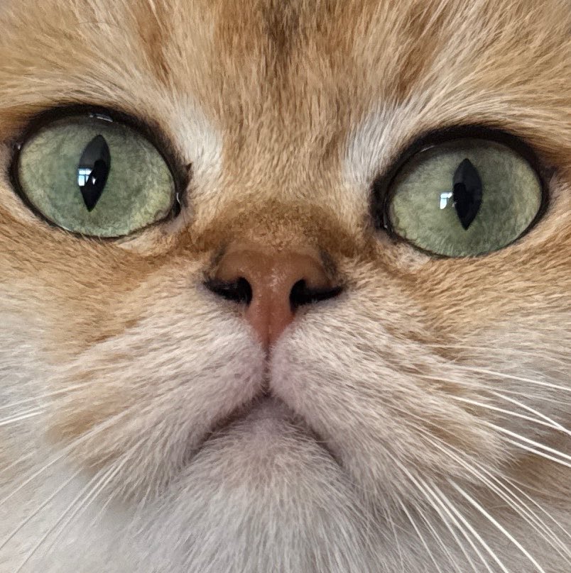 Ruby the Cat tweet media