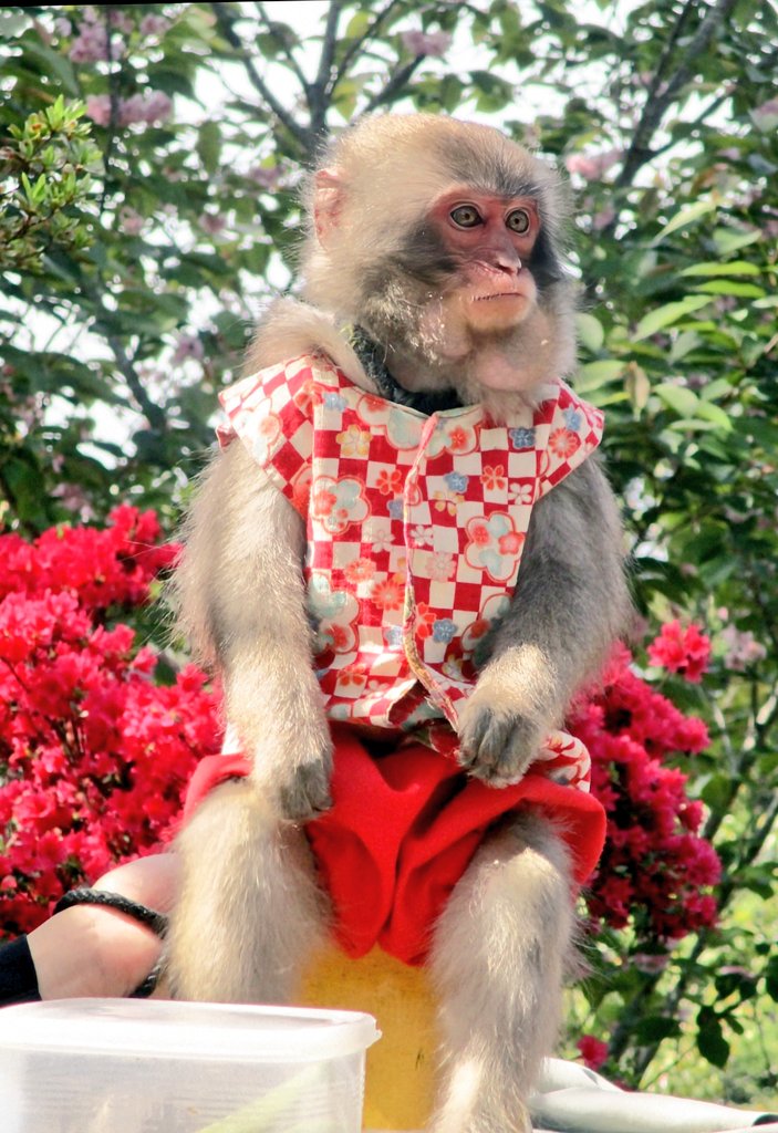 満開のつつじが咲く #浮嶽幸花樹園 で
「お待ちしていま～す🎶」
                     by かのんちゃん🐒💕

#猿回し
#奏-かなで-
#花音ちゃん・りなトレーナー
#福岡モンキーズ 
#ニ助企画