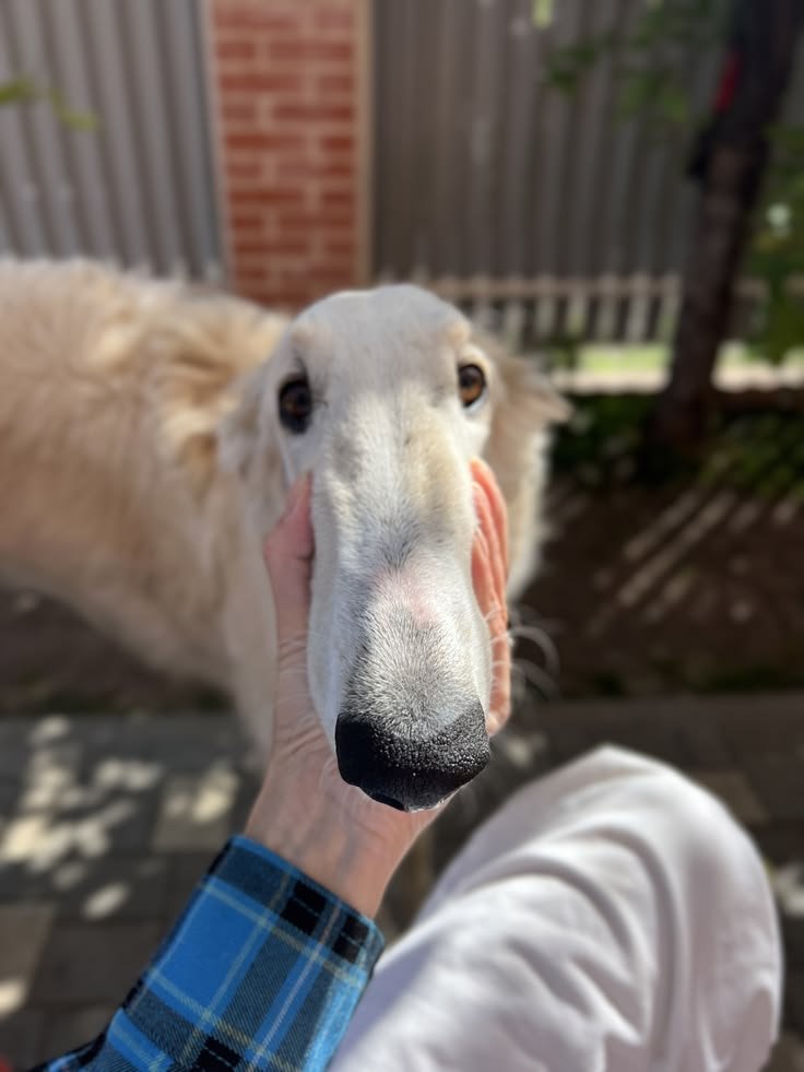 woof "pronouns" woofington tweet media