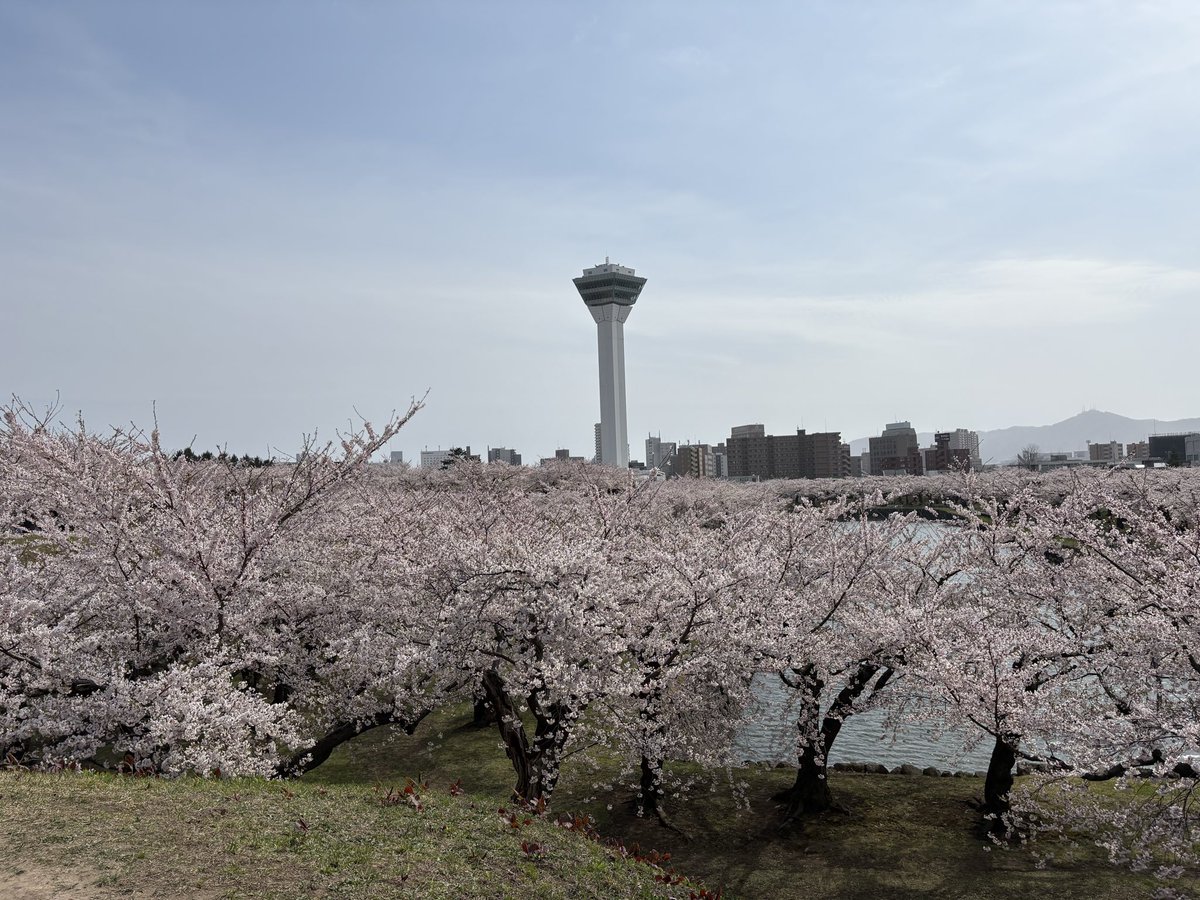 menkata45454545's tweet photo. 五稜郭公園のおすすめ撮影スポットをお知らせします。 https://t.co/d1RKDlHbi9