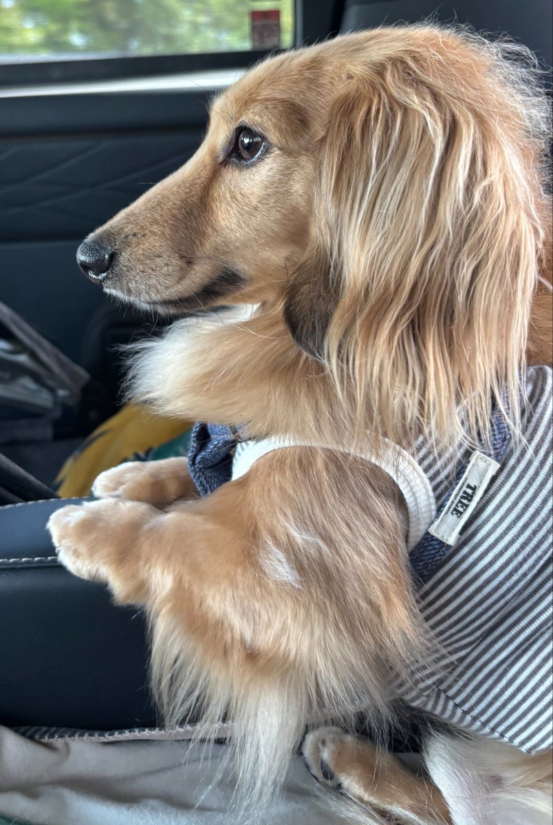 ソラ☆ハル tweet media