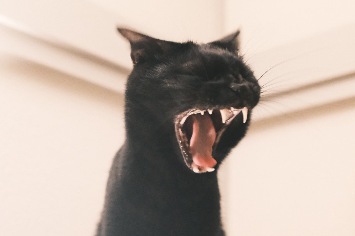 うちの猫、オーリィが5才になりました🎉
いまも可愛さを更新してくるので気が抜けません…