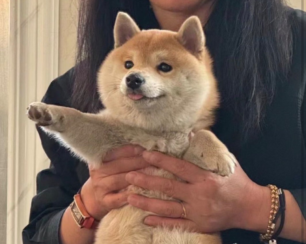 犬しか勝たん tweet media