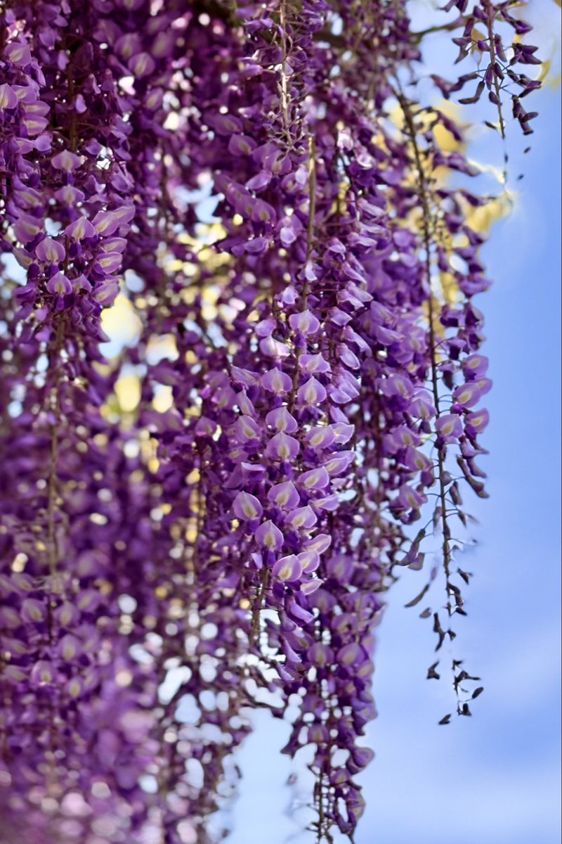 maskmr6185's tweet image. #藤棚 #藤 #flower #キリトリセカイ