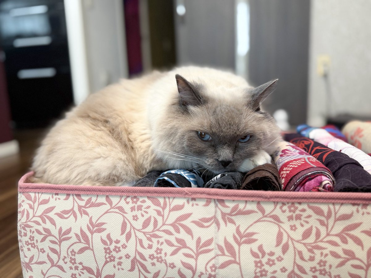 Takako Abe tweet media