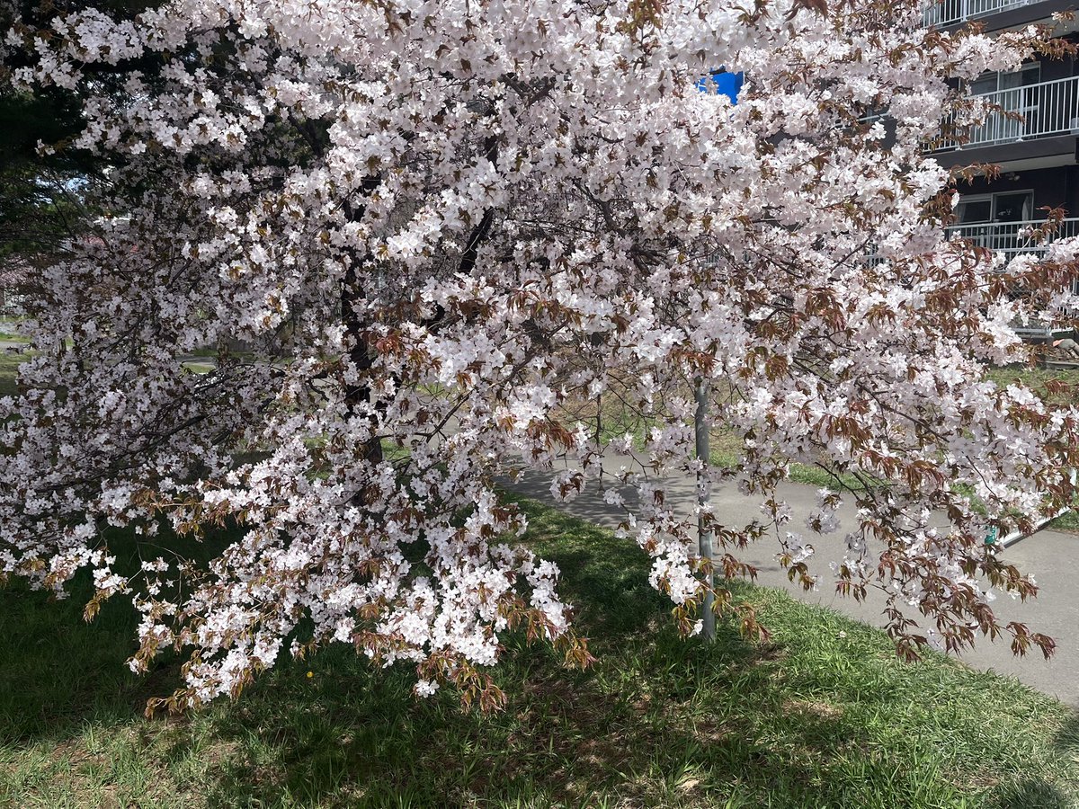mila112g's tweet photo. 三限遅刻桜 https://t.co/EOyahjA27f