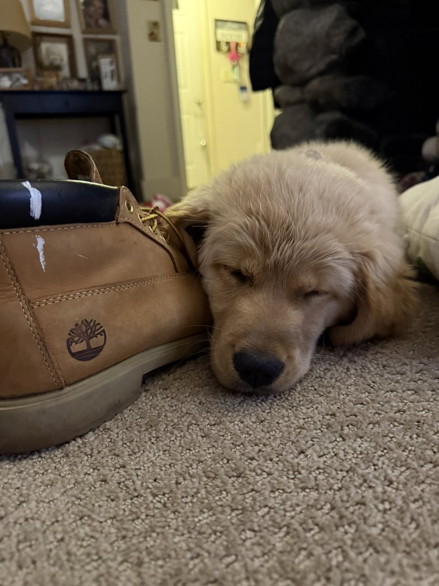 Sallith28's tweet photo. @Timberland boots tried and tested for ruff wear and tear 🐾🥾 https://t.co/9797S3YcaG