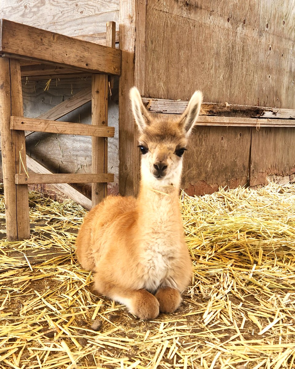 阿蘇カドリー・ドミニオン【公式】 tweet media