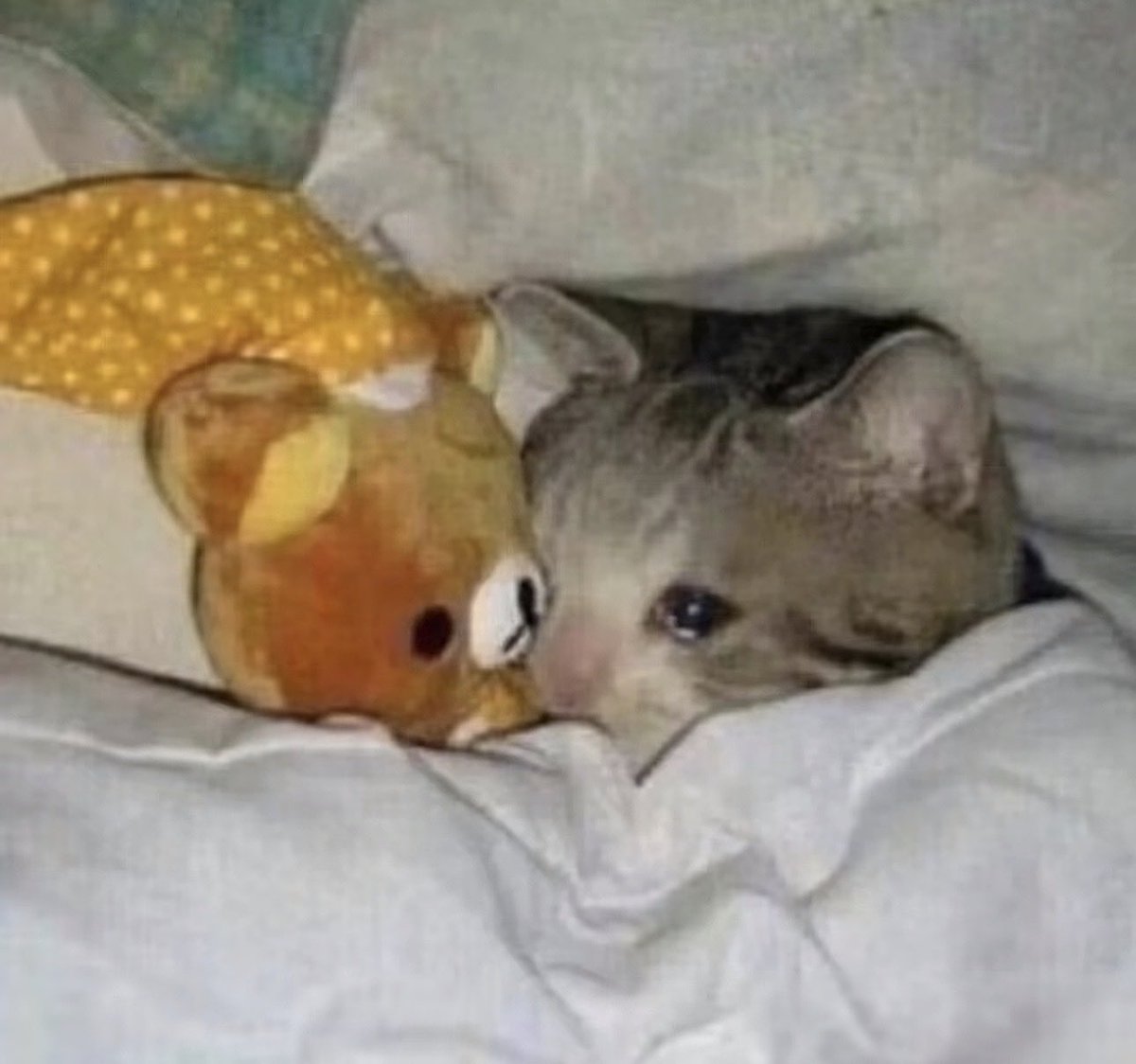 sanae takaGaychi tweet media