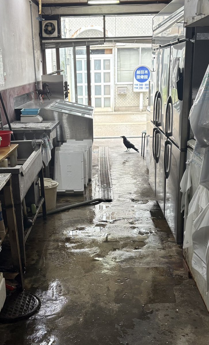 最近カラスが来るようになった
大胆にも店の中に入ってきて、一昨日は魚の内臓を持ち去られ店の前にウ◯コされて、今日は新品のタワシを持ち去られました
神様の使いとは言えさすがに対策しないと