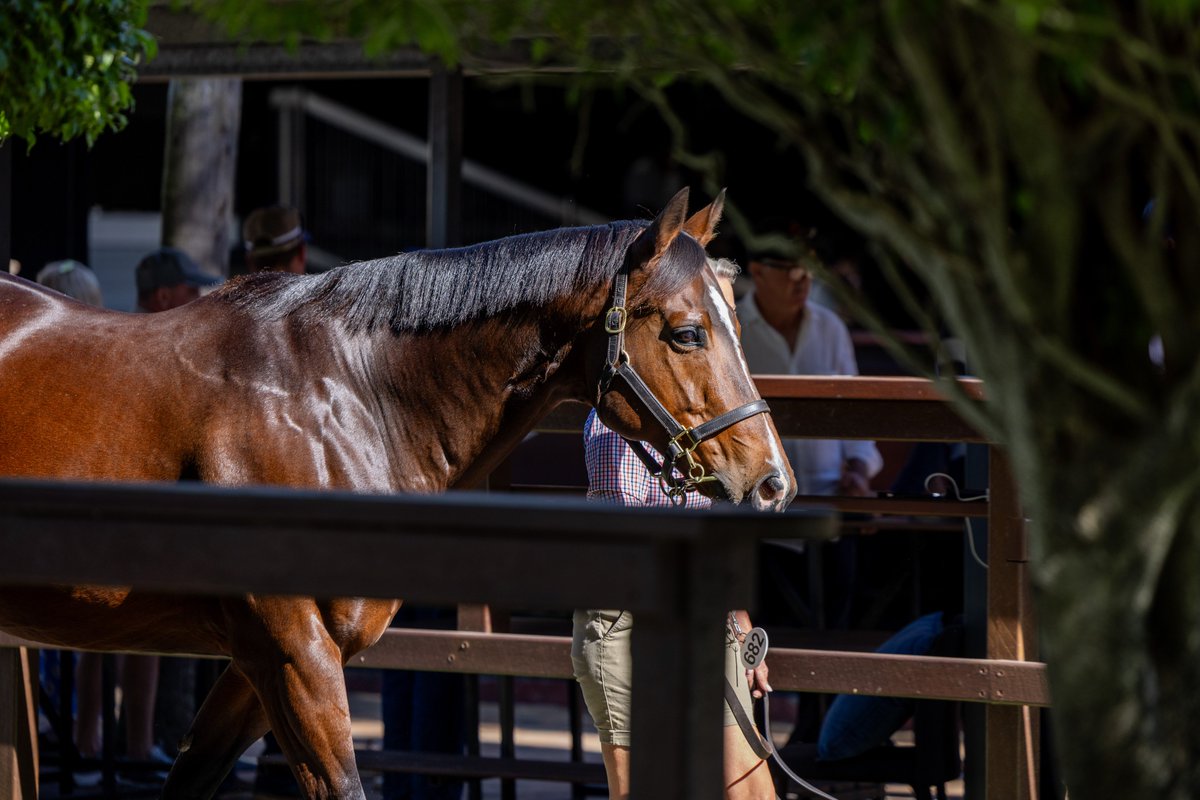 Magic Millions tweet media