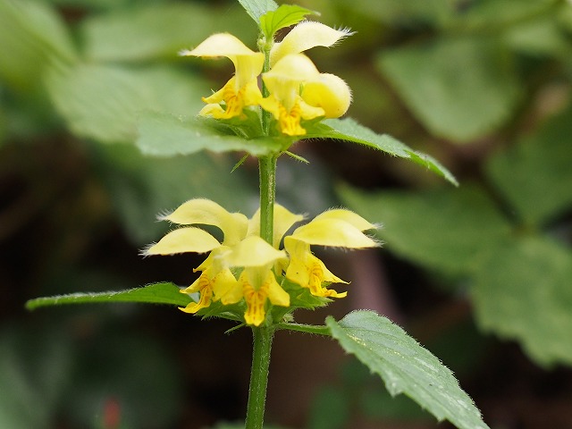 鮮やかな黄色

ツルオドリコソウ（蔓踊子草）
学名  Lamium galeobdolon

 #ツルオドリコソウ #蔓踊子草 
 #六甲山  #神戸森林植物園 
 #野の花が好きな人と繋がりたい 
 #TLを花でいっぱいにしよう