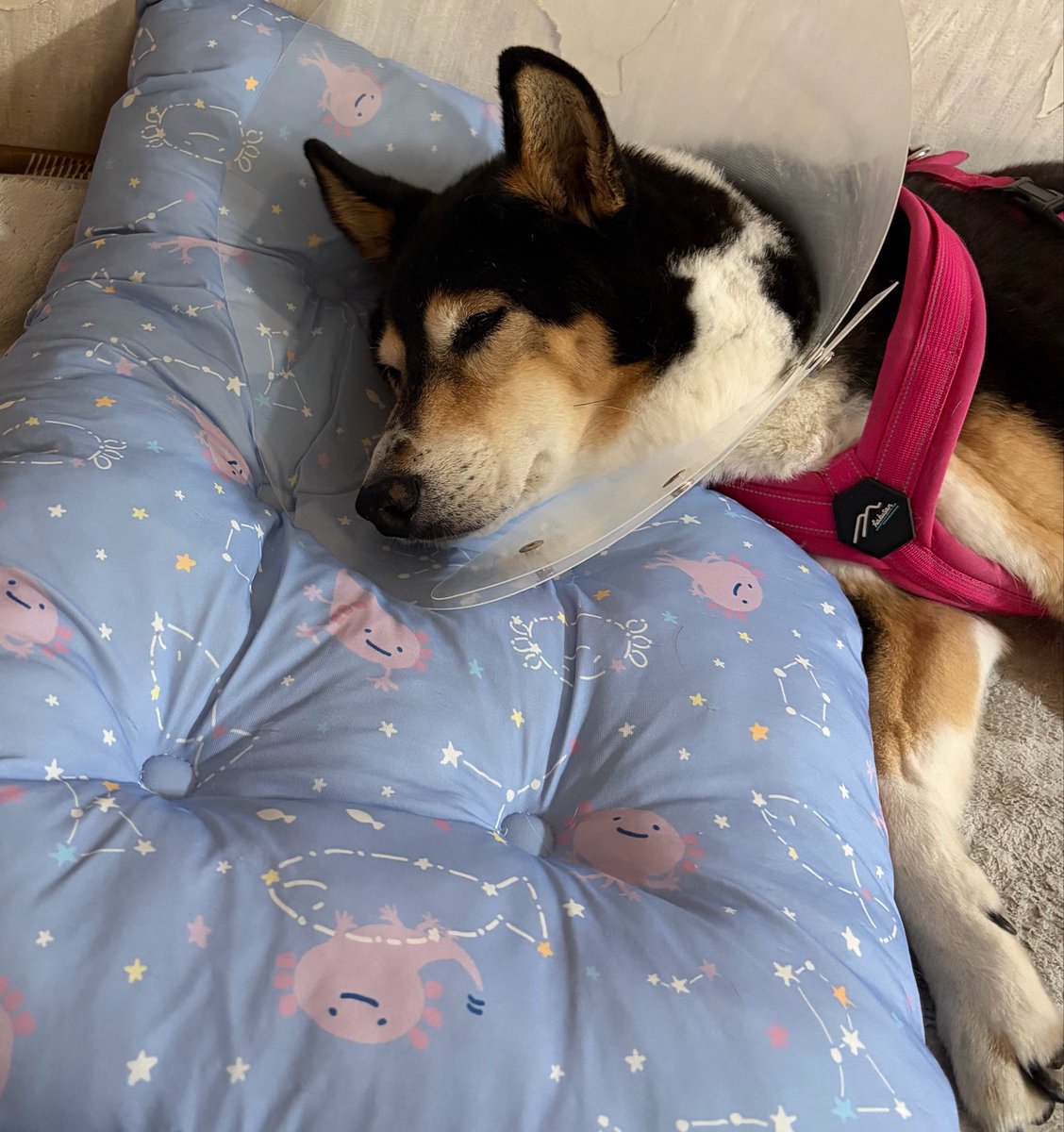 vegelovecat's tweet image. 昼飯は十割蕎麦茹でてとろみ蕎麦にしたよ  ネギ人参キャベ外葉小松菜油揚げ入り そば湯も
朝飯はポリッジ ソイラテ
 #vegan #ヴィーガン #保護猫を家族に #保護犬を家族に
ミズさん都合によりハーネスつけっぱになっていて申し訳ない カラー外したらもうつけるの嫌になりそうで💦