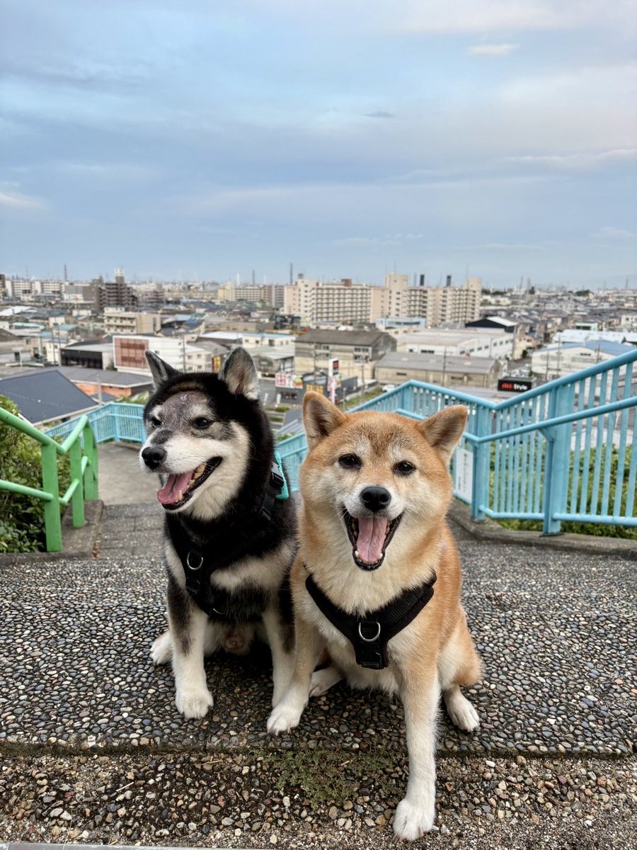 そらうみ@柴犬情報発信中 tweet media