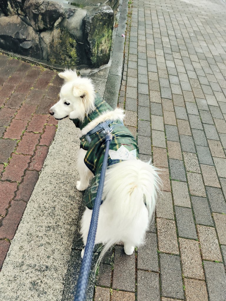 今朝のバズくん🏘️☔️
雨でもバズくんのパトロールに休みなしだよ🐾