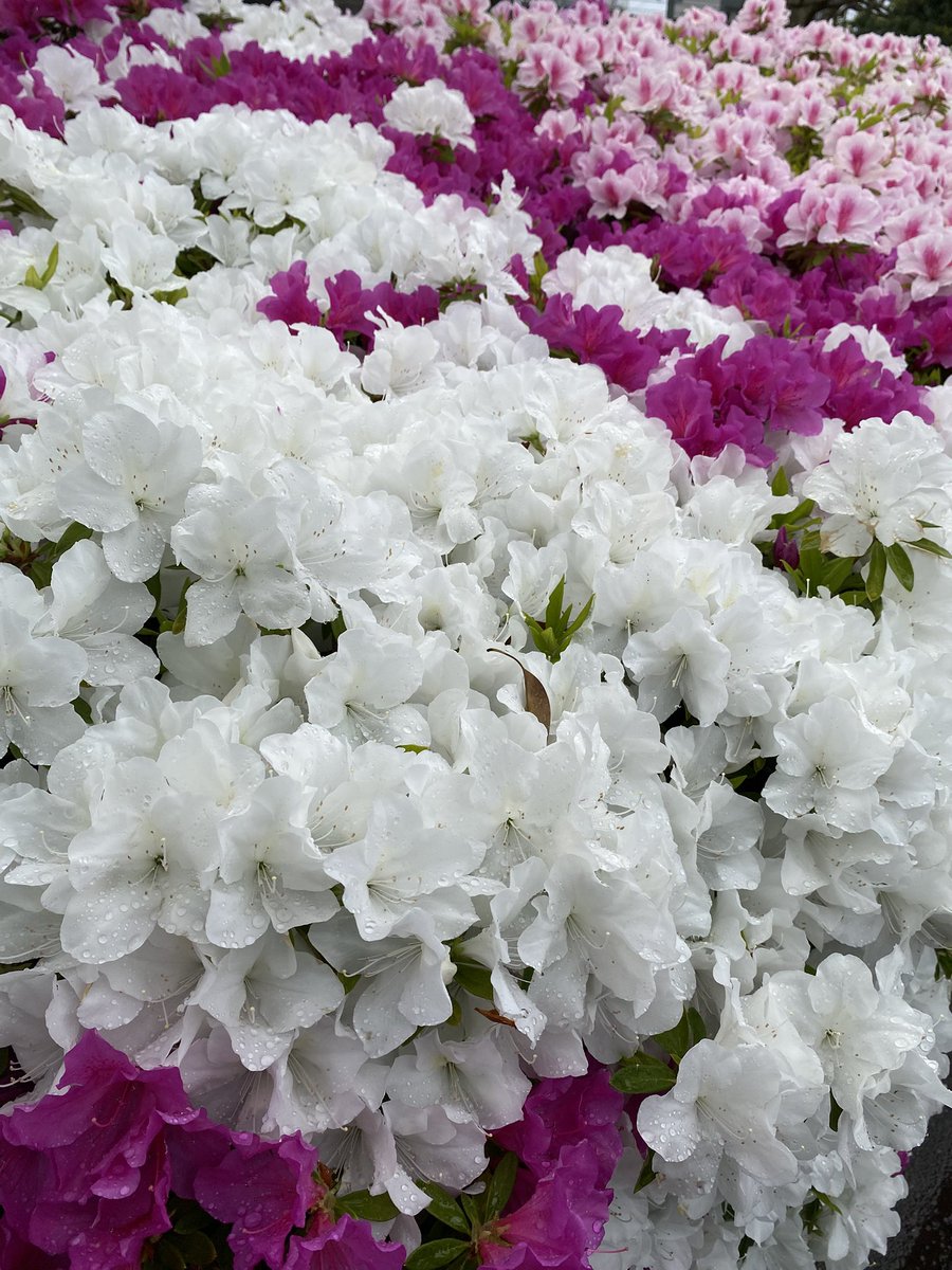 シロハイド🌱 tweet media