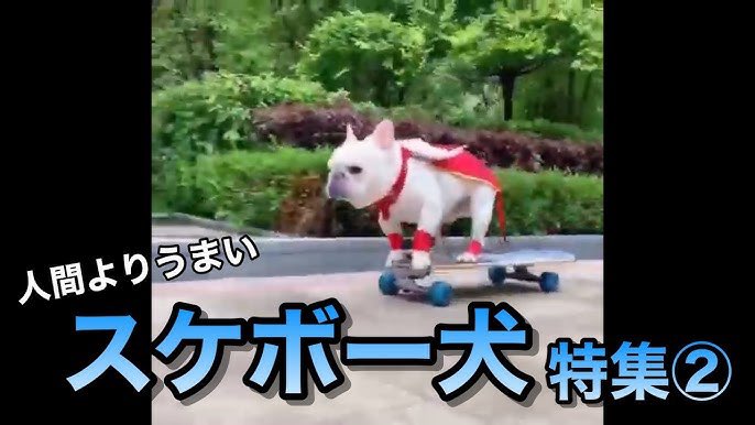 しろザウルス tweet media