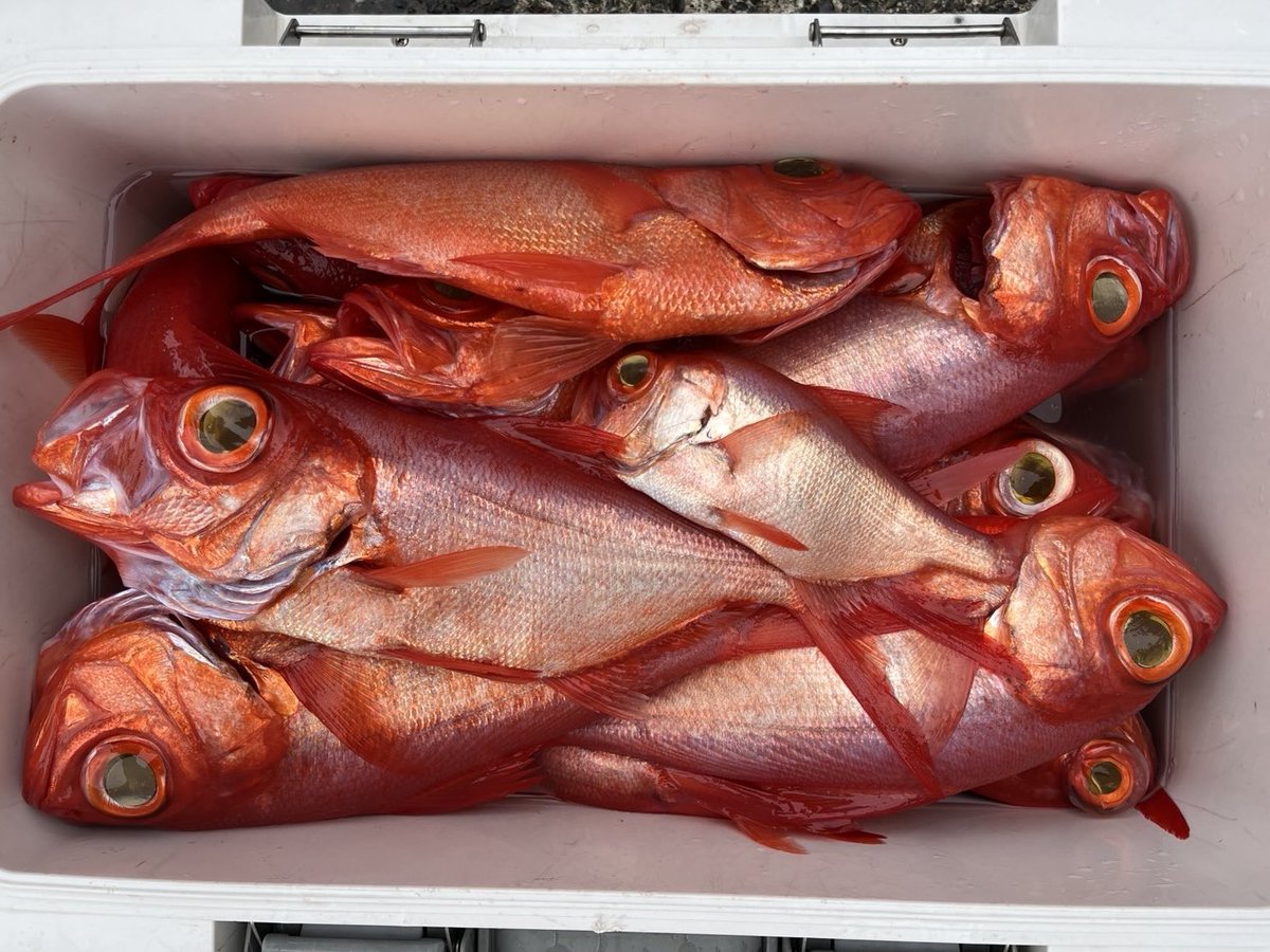 すどう丸 船長 tweet media