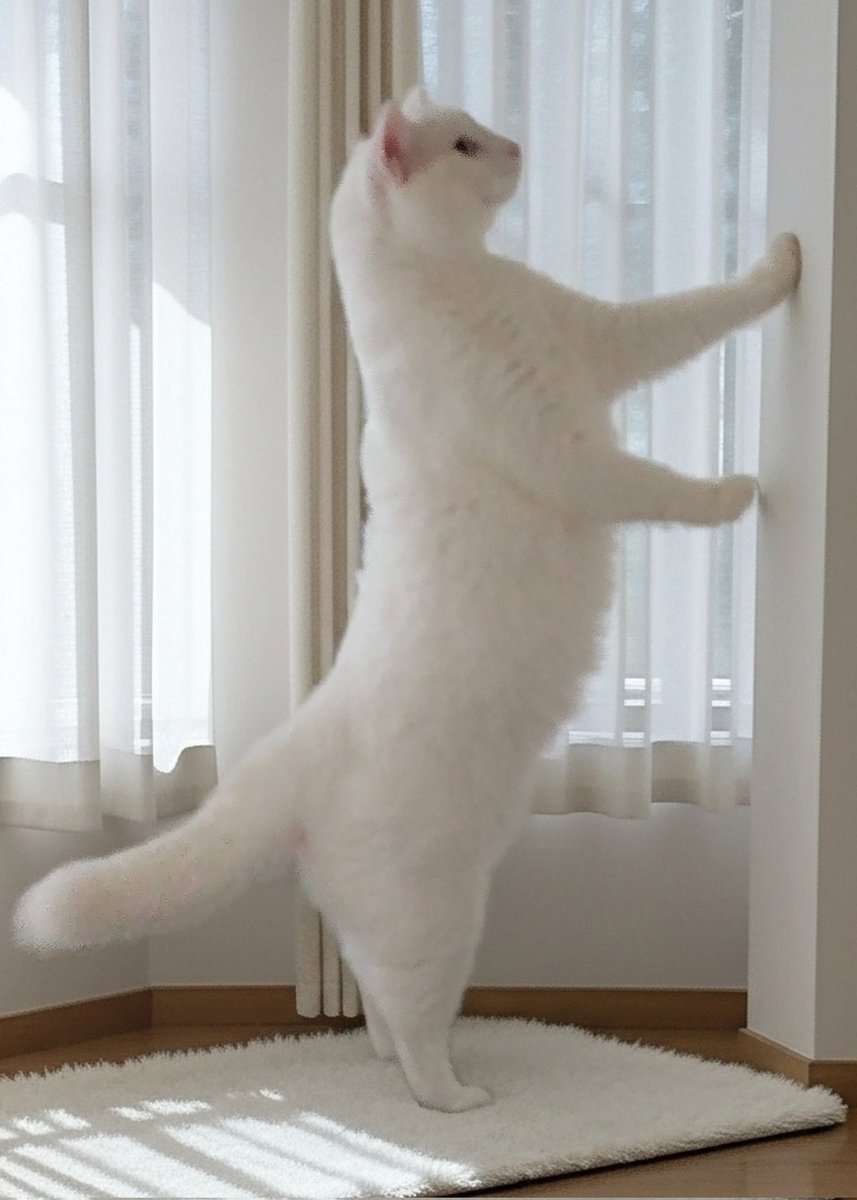 Snow and Flower tweet media