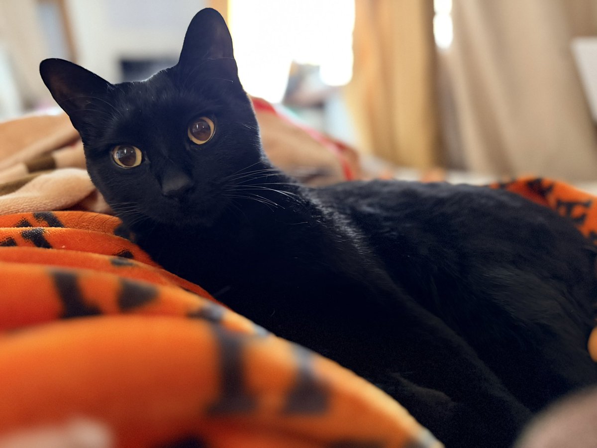 全自動猫トイレを検討しているのですが、おすすめのメーカーなどありますか？　是非教えてください！！

使用猫 
あんずさん。2歳。オス。
5.4キロのそこそこ大きめ猫さん。
まだまだ成長する可能性有りです。