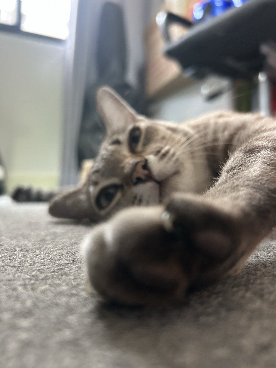 แมวมันรู้จักคำว่ากินเปียกได้ยังไง ปกติเวลาเทเปียกจะหยิบของออกมาก่อนนางเห็นละจะโวยวายเร่งให้เท บางทีไม่พูดด้วยแค่หยิบให้ดู วันนี้แค่บอกว่ากินเปียกปะยังไม่ได้หยิบเลย มันหันควับโวยวายละ