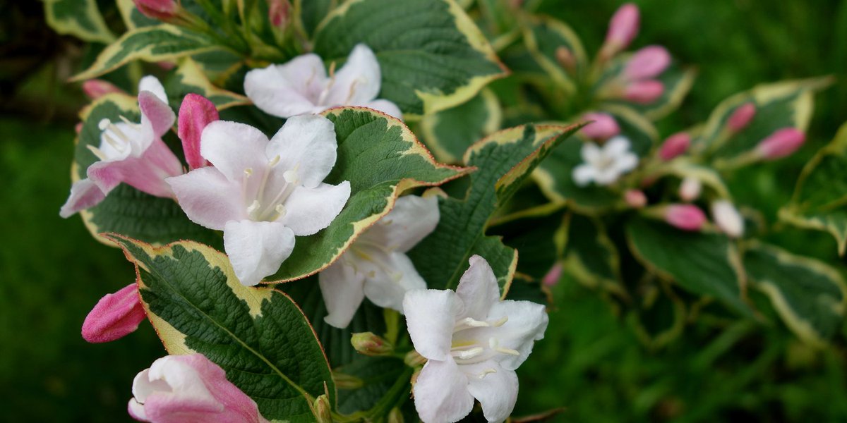 Taraka_hamada's tweet image. タニウツギさん　ぽつぽつ花ひらきはじめたところ　数日もしないうちに満開になりそうです

#flower #plant