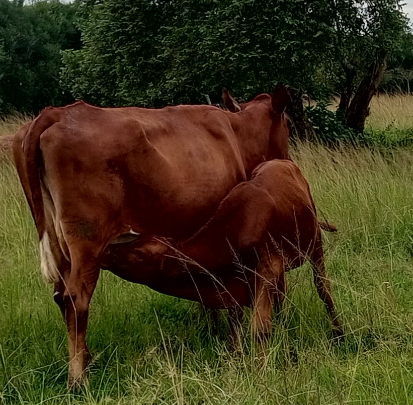 Kasasira Micheal tweet media