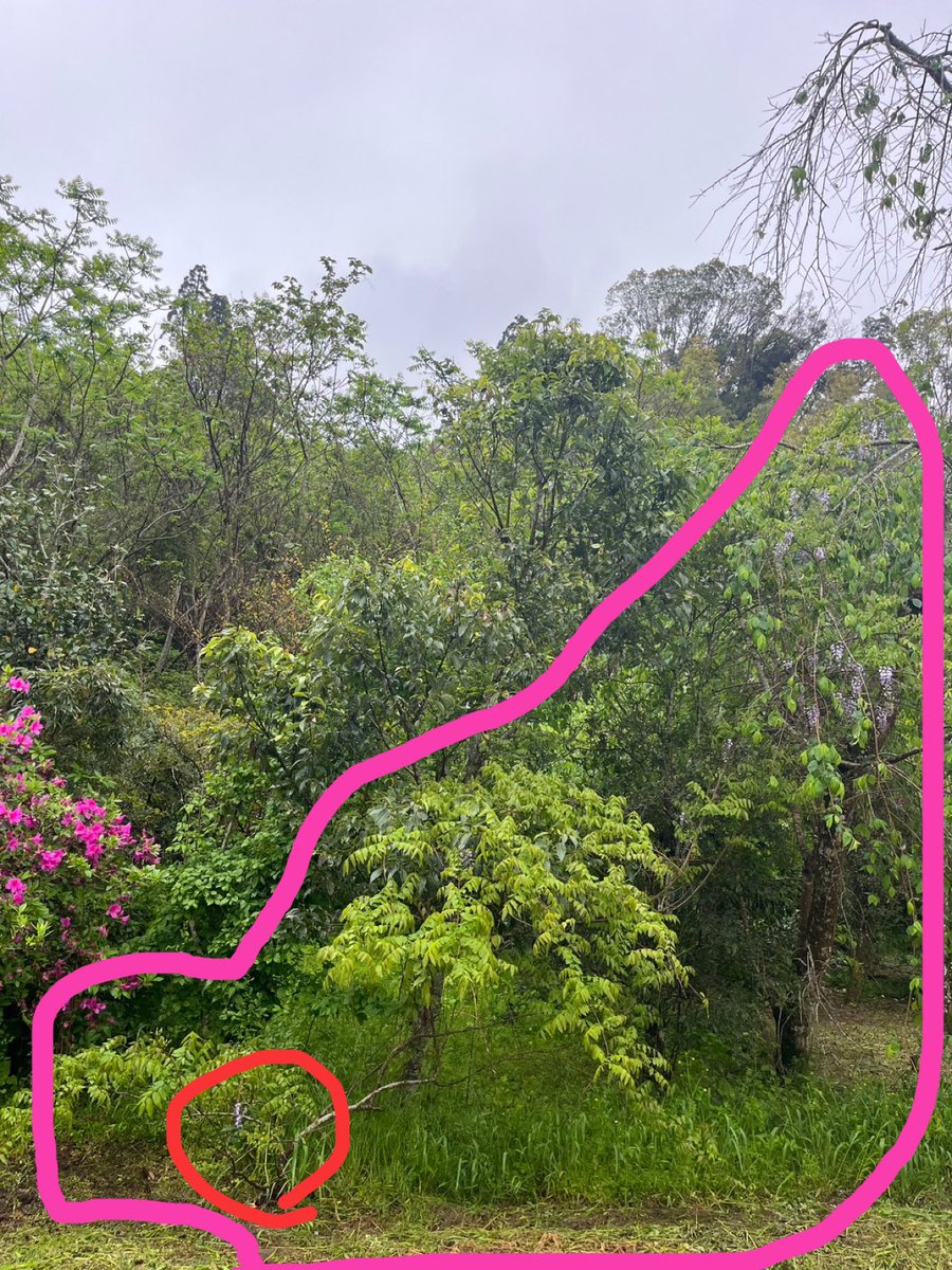 日高ちほ tweet media