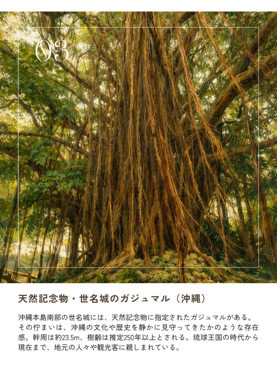 barrel_co_ltd's tweet image. 【世界のガジュマル図鑑】

■ ソンチャ半島のガジュマル（ベトナム）
樹齢約1000年と推定。

■ アンコールワットの寺院のガジュマル（カンボジア）
ジブリ映画「ラピュタ」の元ネタにもなった。

■ 世名城のガジュマル（沖縄）
天然記念物。樹齢は推定250年以上。

#BARREL #観葉植物 #ガジュマル
