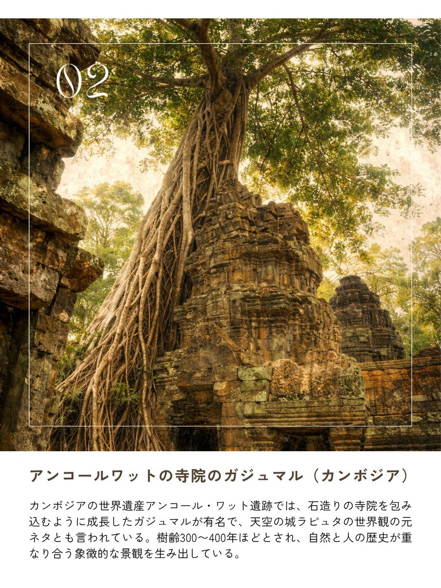 barrel_co_ltd's tweet image. 【世界のガジュマル図鑑】

■ ソンチャ半島のガジュマル（ベトナム）
樹齢約1000年と推定。

■ アンコールワットの寺院のガジュマル（カンボジア）
ジブリ映画「ラピュタ」の元ネタにもなった。

■ 世名城のガジュマル（沖縄）
天然記念物。樹齢は推定250年以上。

#BARREL #観葉植物 #ガジュマル