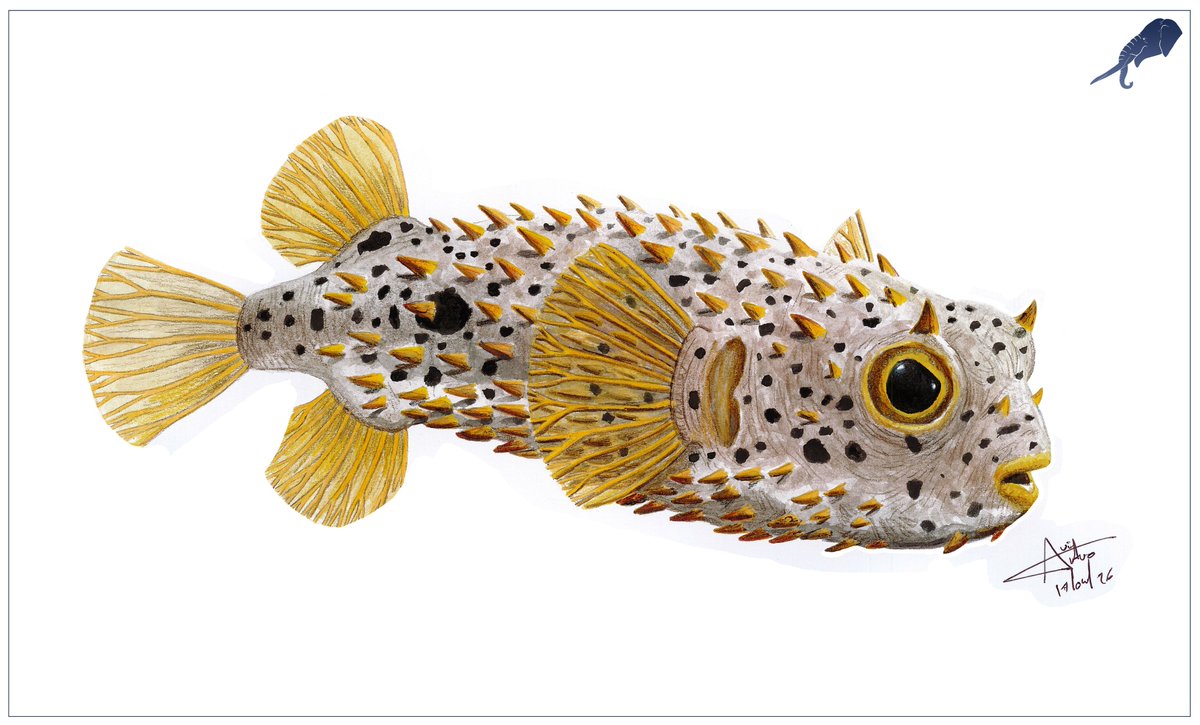 LADAlbarran2001's tweet photo. Chilomycterus dzonotensis, an extinct burrfish from the late Miocene and early Pliocene found in the X-Nabuy cenote in Yucatán // Technique: pen, colored pencils and watercolor (2026). https://t.co/5dTijiLu97