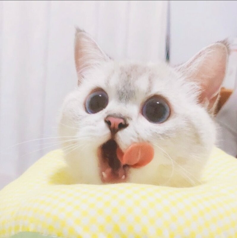 환자씨 (회복중) tweet media