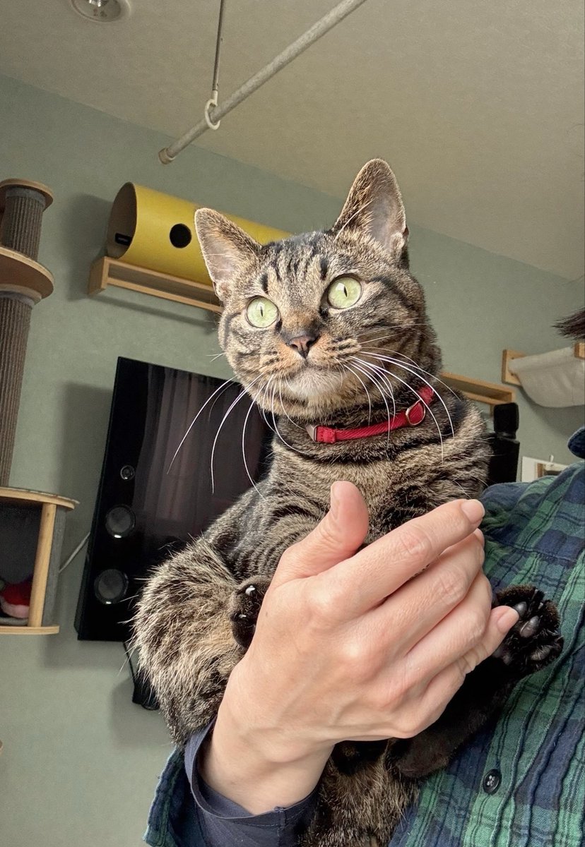 athina_2021's tweet image. #アテチ

雨降ってりゅ！顔洗うでちっ