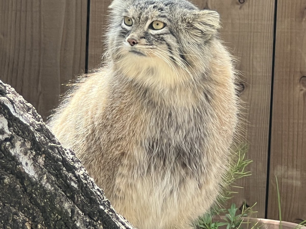 埼玉県こども動物自然公園【公式】🐨 tweet media