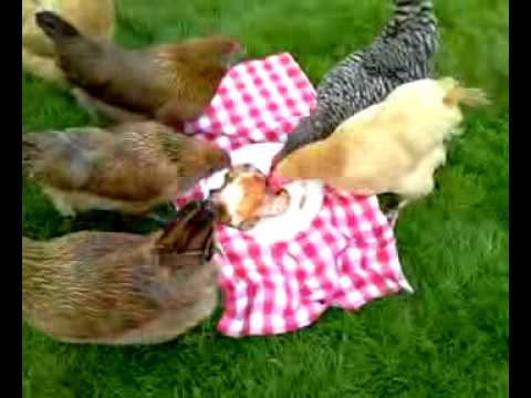 <a href="/Ponche_volador/">Ponche</a> F5 eating Bushroot then giving him some