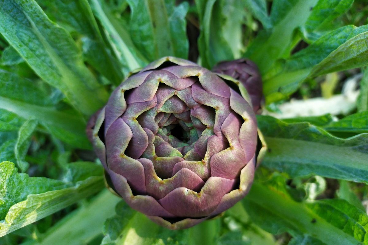 cnutritherapie's tweet image. 🌿 L’artichaut cache des atouts insoupçonnés pour votre digestion et votre foie. Ses vertus détox vous surprendront : charlottenutritherapie.be/bienfaits-arti… #Digestion #Nutrition