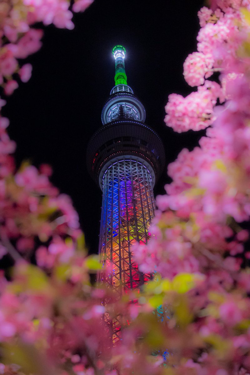 mxy43's tweet photo. WBCで盛り上がった3月の夜に🌸

#カメラ好きな人と繋がりたい 
#写真が好きな人と繋がりたい 
#写真撮ってる人と繋がりたい 
#ファインダーの越しの私の世界 
#キリトリセカイ 
#photo #photography https://t.co/mesQEN5PS3