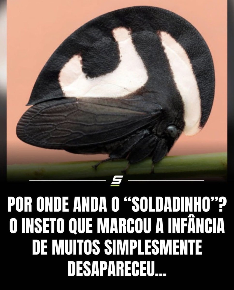 CddInforme's tweet photo. Conhecido por marcar a infância de muitas pessoas, o inseto popularmente chamado de “soldadinho” tem se tornado cada vez mais raro nos grandes centros urbanos. A redução de áreas verdes e o uso frequente de inseticidas estão entre os principais fatores para esse desaparecimento. https://t.co/i2bg90zWt1