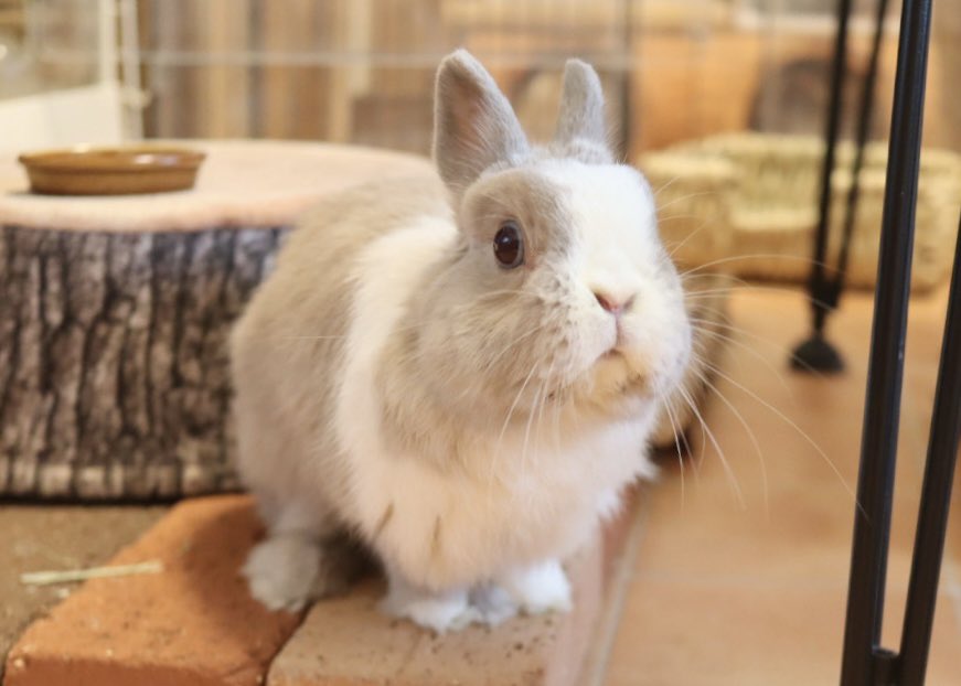 おはよーございます🐰 #らんちゃん