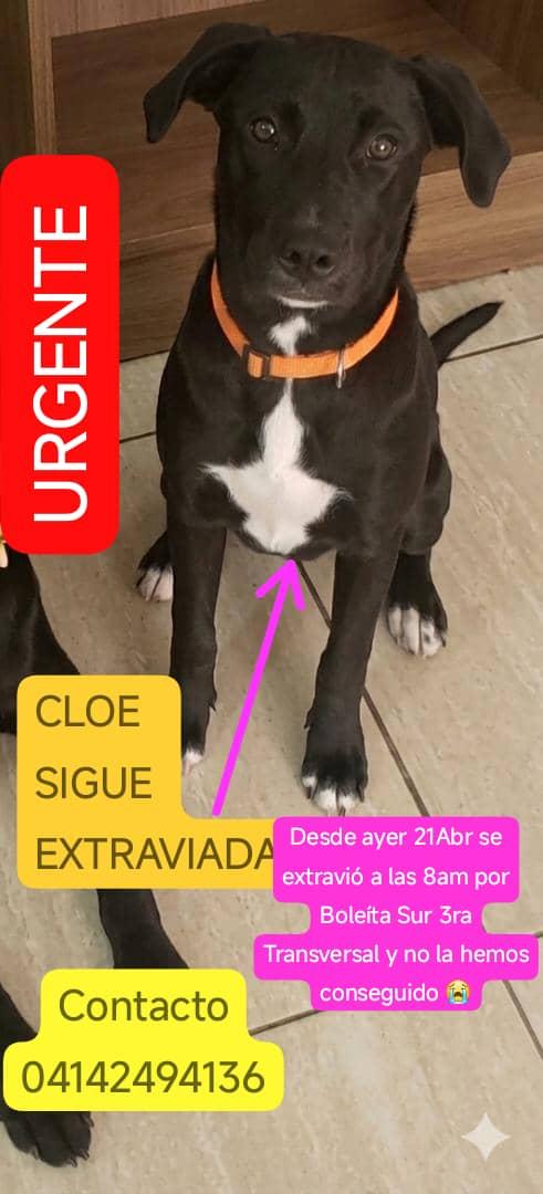 gracon27's tweet image. #Caracas
 
🚨🚨🚨🚨SE BUSCA🚨🚨🚨
Vamos a difundir chicos🙏🏻
Gracias🫂🇻🇪🐶🥹🙏🏻