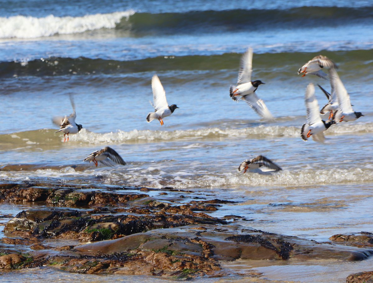 ChildrenOfFire's tweet image. #Scottish seabirds ?plovers ?turnstones #BirdsofTwitter name please @CarlBovisNature