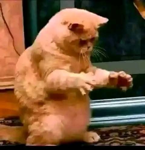 ThabsMthiyzo's tweet photo. @stats_feed I blame this style... https://t.co/7huajSyR5g