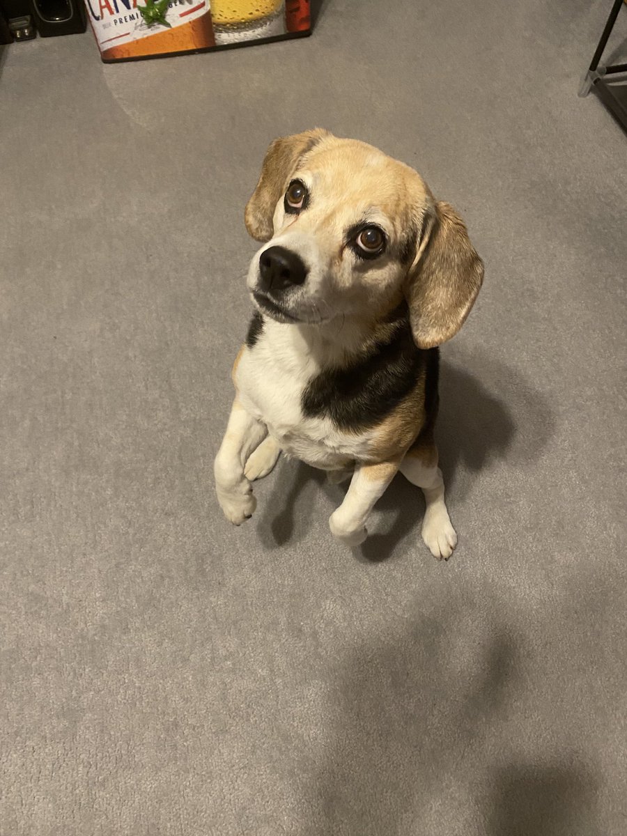 Baxter “The🐶Beagle” Pawlyshyn tweet media