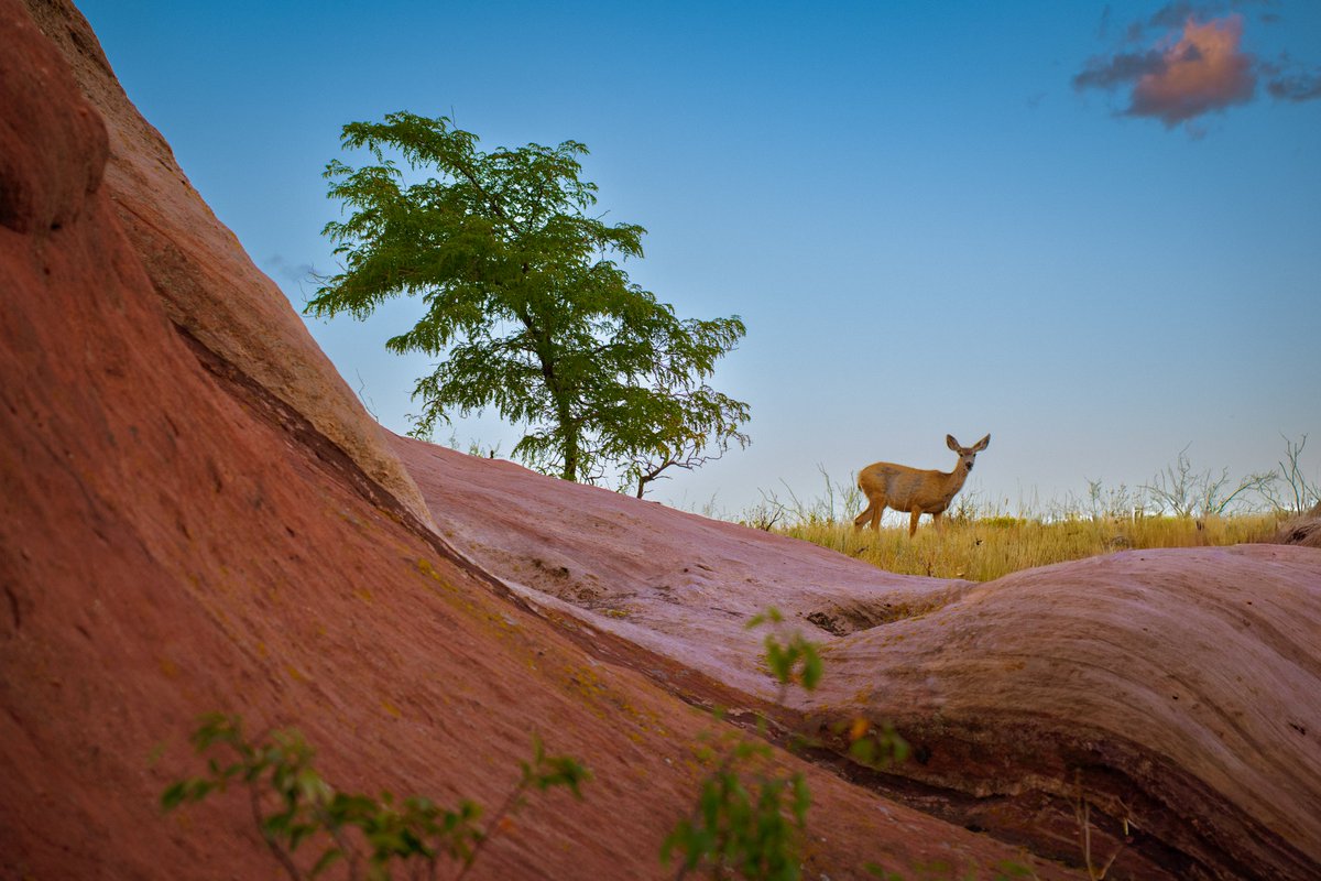 Red Rocks Park & Amphitheatre tweet media