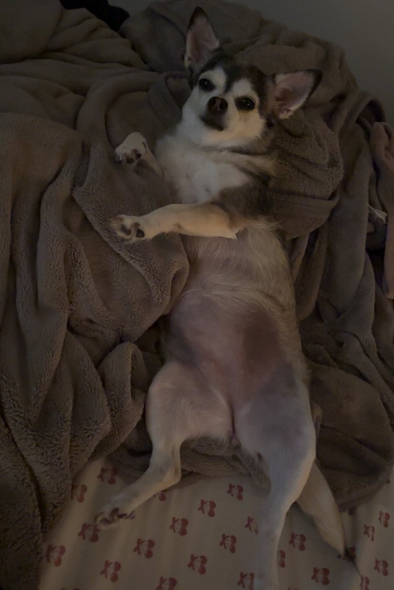 schmitty tweet media