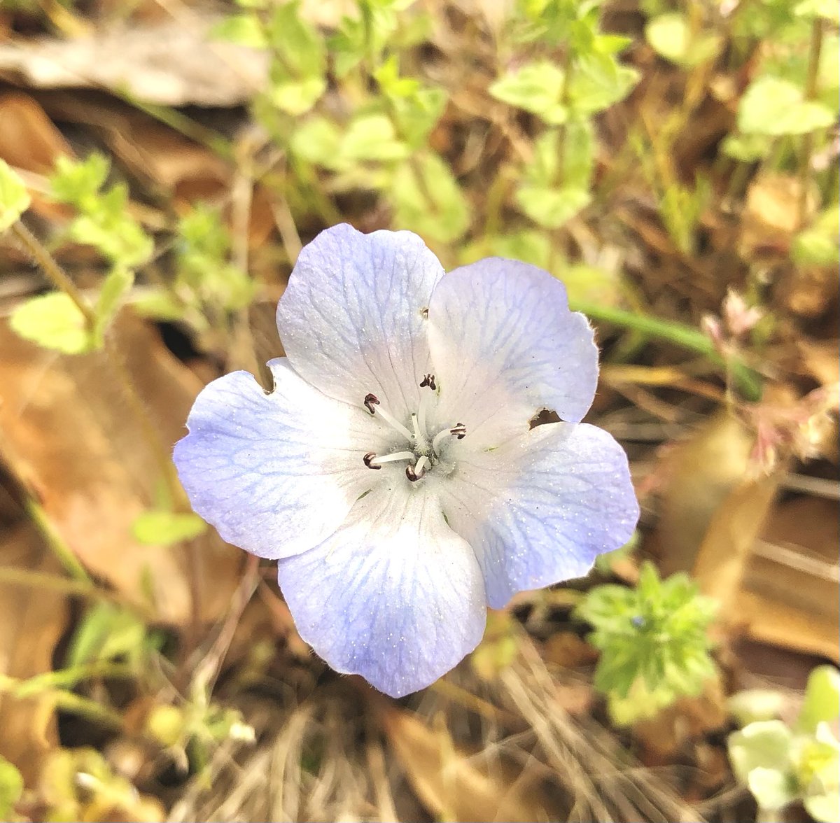 🌻さくらだいこん🌻 tweet media