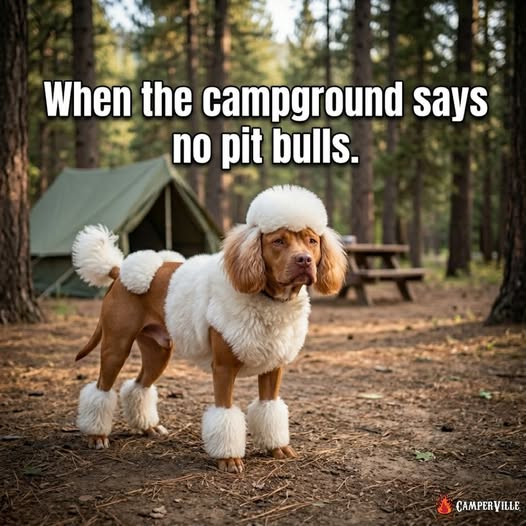 Azgal43026529's tweet image. #Dogs