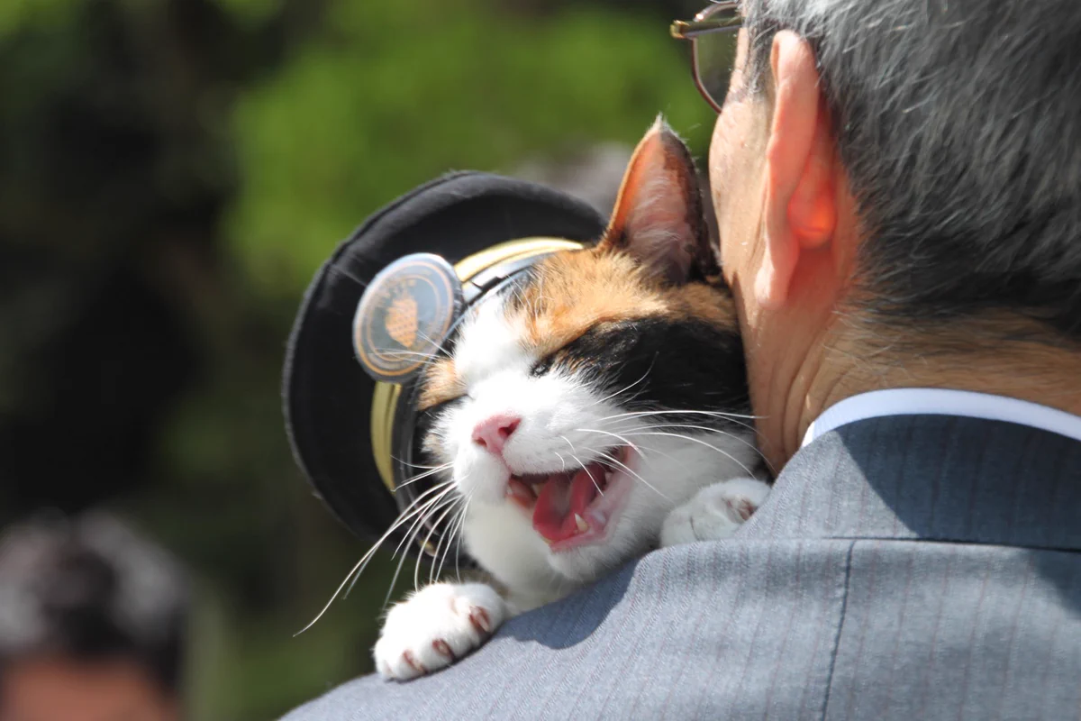 NHK「トリセツショー」猫特集がXで大反響 科学で解くネコの秘密に熱狂